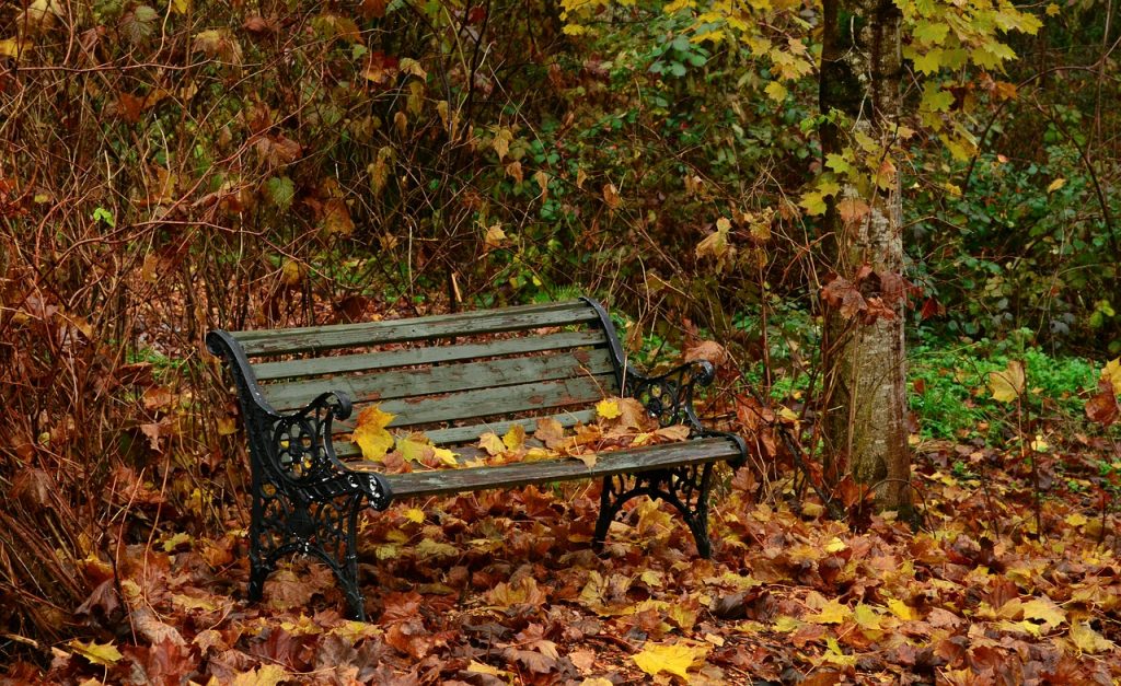 fall, bench, forest-4619415.jpg