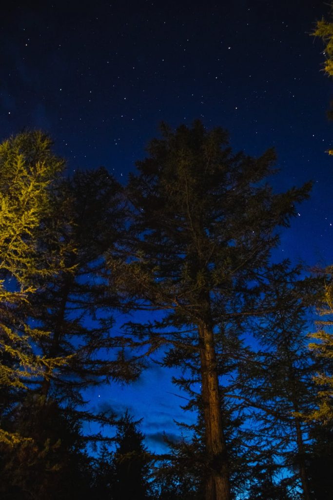 trees under a starry night sky